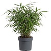 Fargesia bamboe | pot 14 cm | 40 cm hoog
