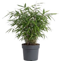 Fargesia bamboe (niet woekerende bamboe) | pot 14 cm | 40 cm hoog | wintergroen voor tuin, terras en balkon