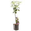 Ficus carica 'Brown Turkey' | 60 cm | 19 cm pot