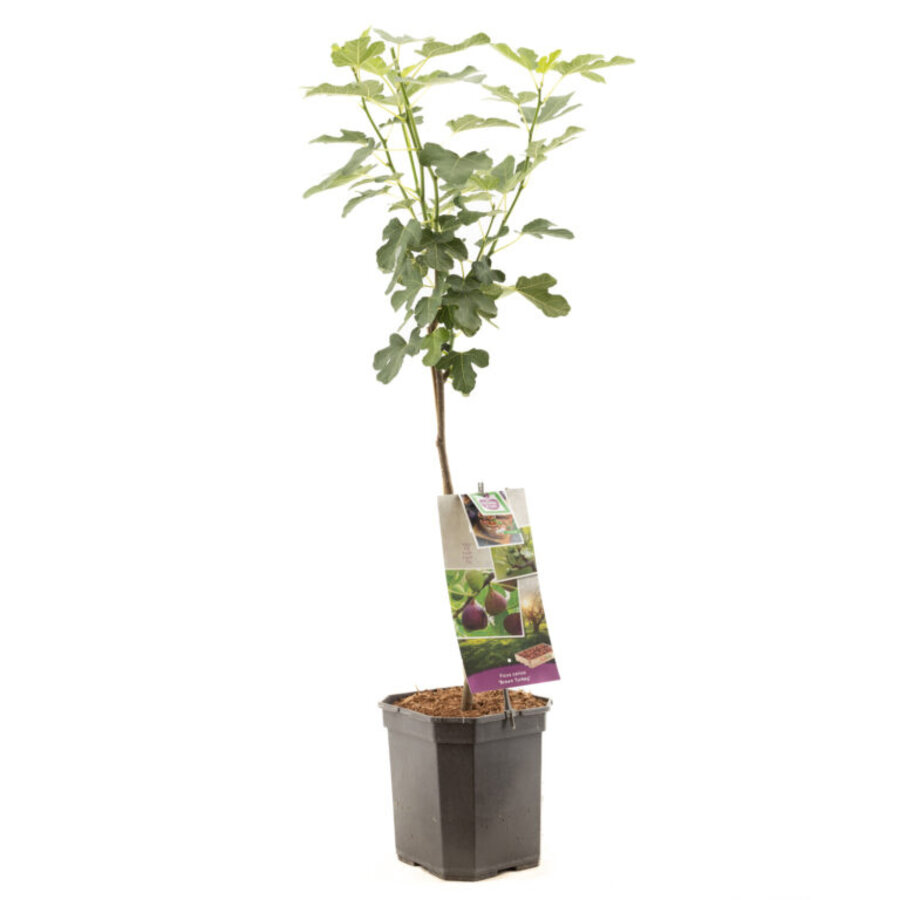 Ficus carica 'Brown Turkey' vijgenboom | 60 cm hoog bij levering | 19 cm pot