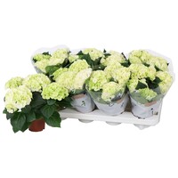 Hydrangea macrophylla 'Hi White Sun' (witte hortensia) | 10 cm pot | 25 cm hoog bij levering | doorbloeiend en stevig