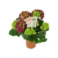 Lange titel Hydrangea macrophylla 'Hi Fire' | compacte hortensia met vuurrode bloei | 10 cm pot | 25 cm bij levering