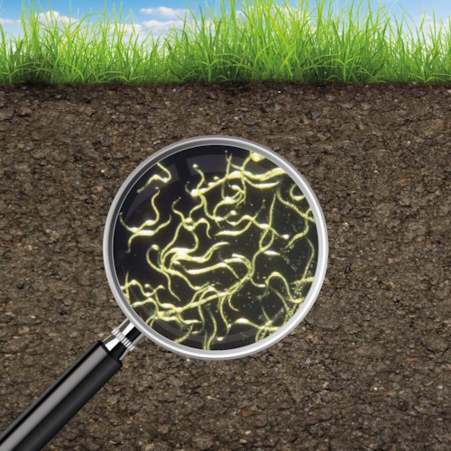 Aaltjes tegen taxuskever, rouwvliegjes en rupsen | Nema-T Bag Kraussei | 2 T-Bags