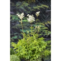 Filipendula Ulmaria | Moerasspiraea | In 9CM pot