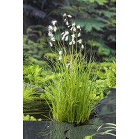 Eriophorum Angustifolium | Veenpluis | In 9CM pot