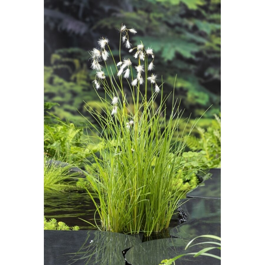 Eriophorum Angustifolium | Veenpluis | In 9CM pot