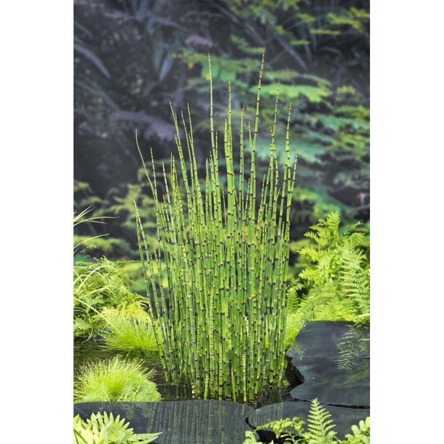Equisetum Japonica | Japanse Holpijp | In 9CM pot