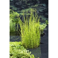 Equisetum Fluviatile | Holpijp | In 9CM pot