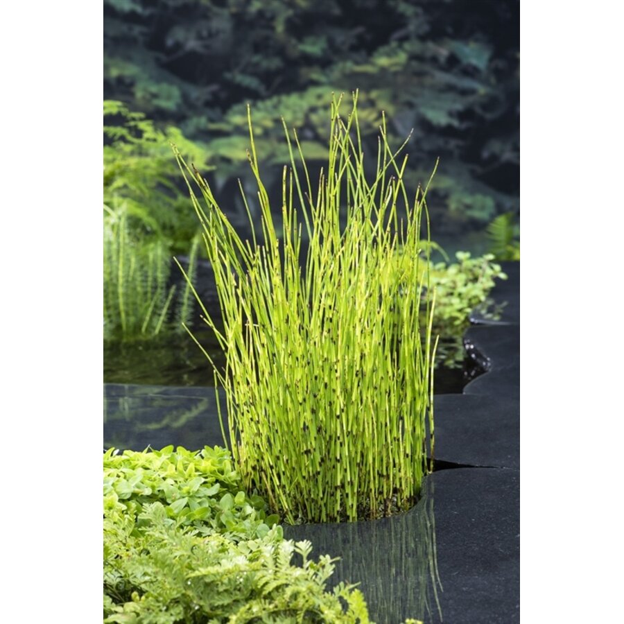 Equisetum Fluviatile | Holpijp | In 9CM pot