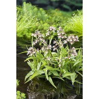 Epipactis Palustris | Moeraswespenorchis | In 9CM pot