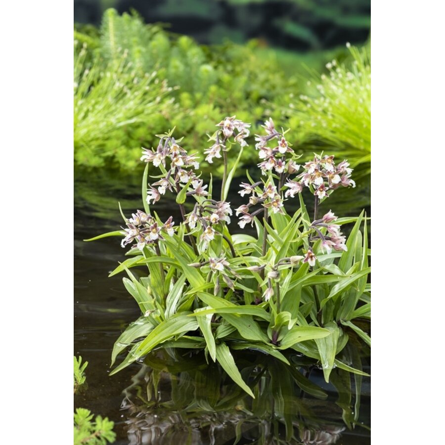 Epipactis Palustris | Moeraswespenorchis | In 9CM pot