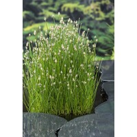 Eleocharis Palustris | Waterbies | In 9CM pot