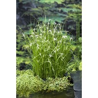 Dichromena Colorata | Star Grass | In 9CM pot