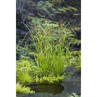 Cyperus Longus | Lang Cypergras | In 9CM pot
