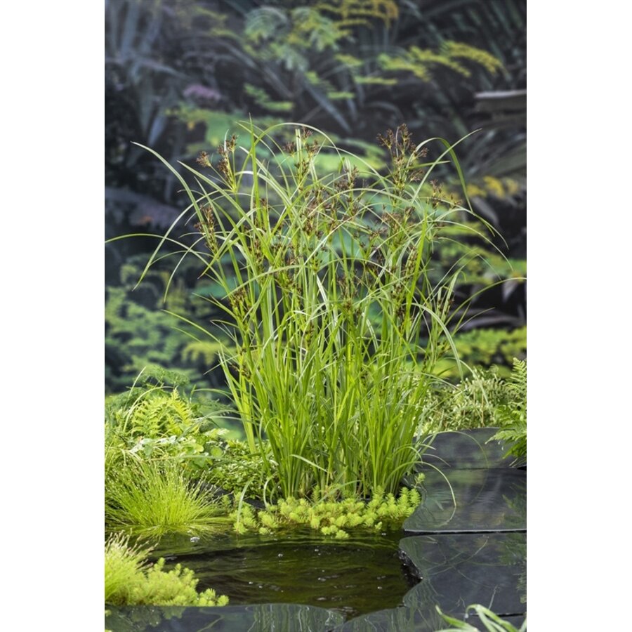 Cyperus Longus | Lang Cypergras | In 9CM pot