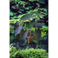 Colocasia Rubra Black Magic | Zwarte Taro | In 11CM pot