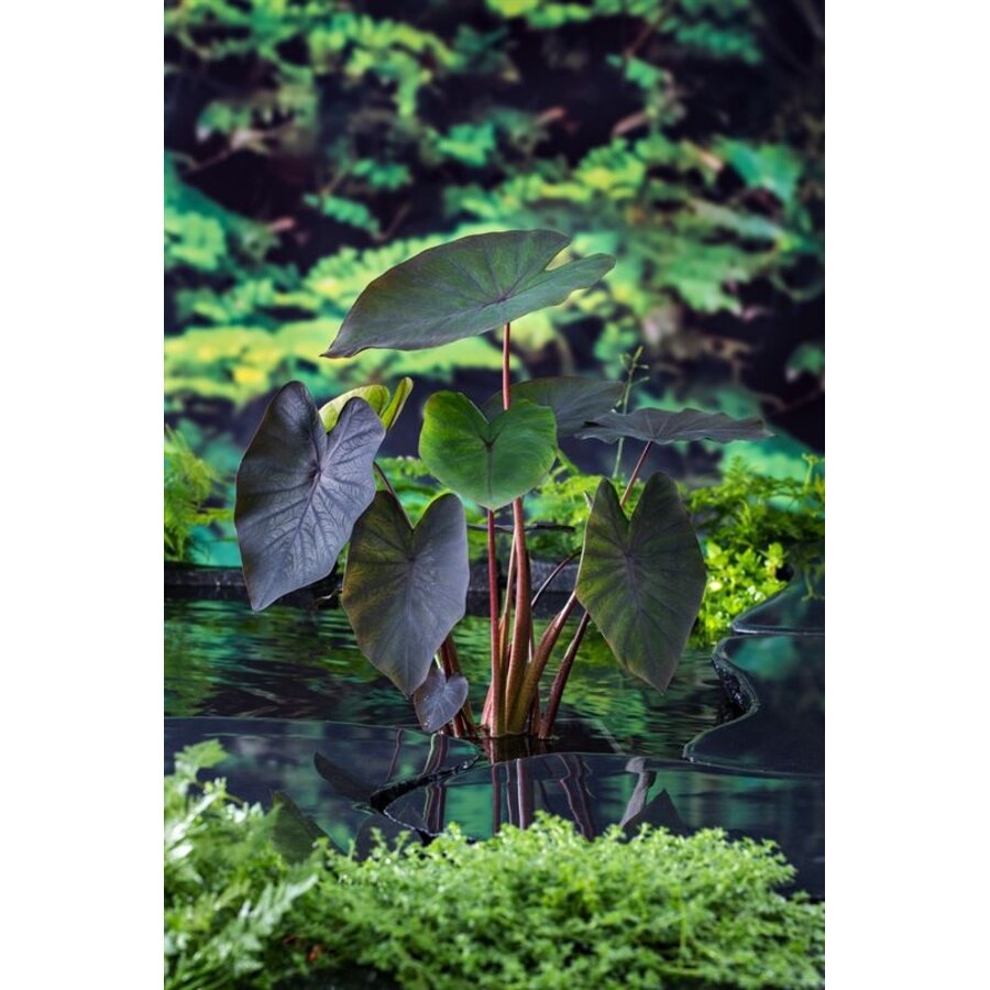 Colocasia Rubra Black Magic | Zwarte Taro | In 11CM pot