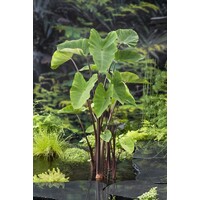 Colocasia Esculenta | Groene Taro | In 11CM pot