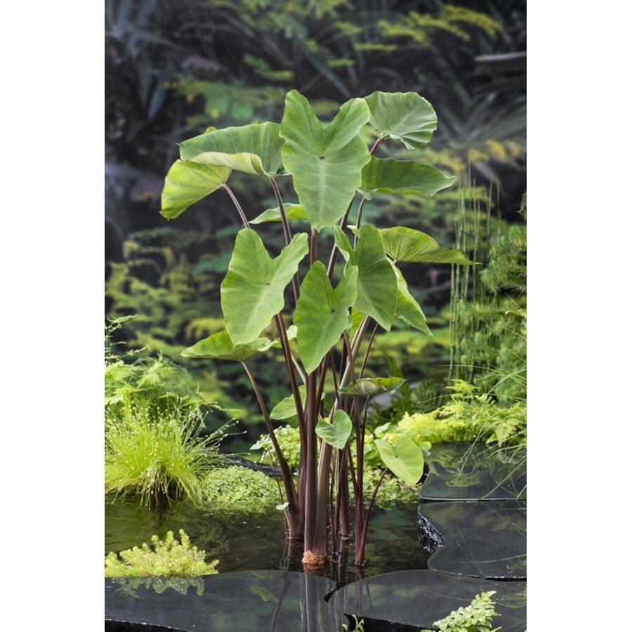 Colocasia Esculenta | Groene Taro | In 11CM pot