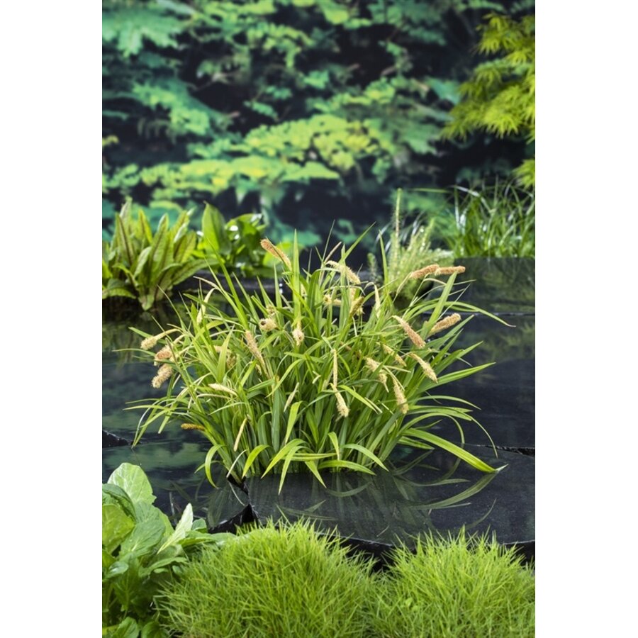 Carex Pendula | Hangende Zegge | In 9CM pot