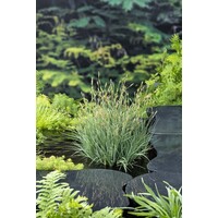 Carex Panicea | Zegge | In 9CM pot