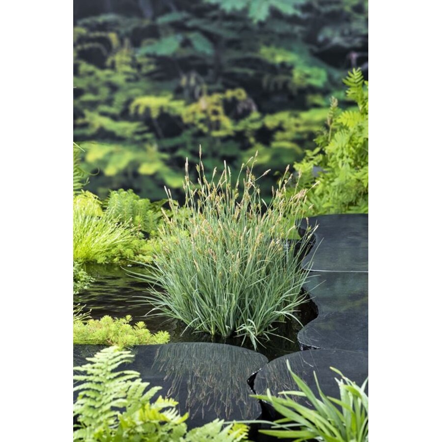 Carex Panicea | Zegge | In 9CM pot