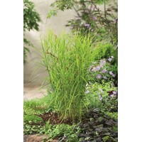 Carex Muskingumensis | Paraplu Zegge | In 9CM pot