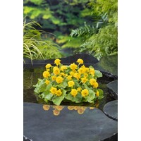 Caltha Palustris Multiplex | Dubbele Dotterbloem | In 9CM pot