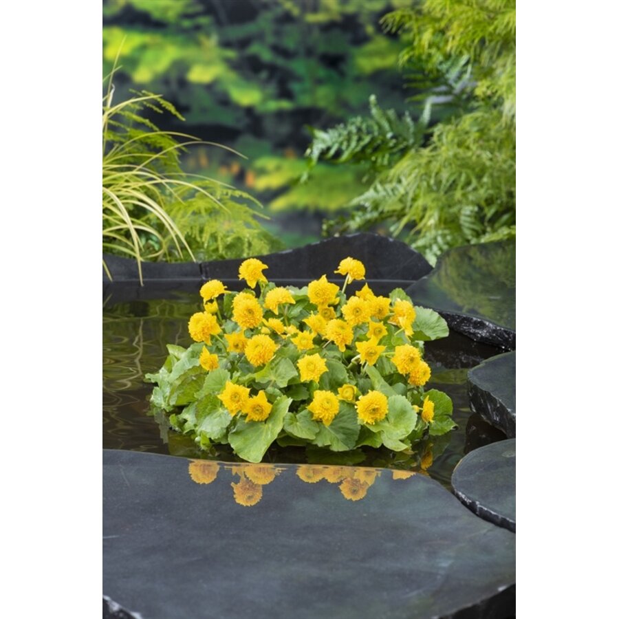 Caltha Palustris Multiplex | Dubbele Dotterbloem | In 9CM pot