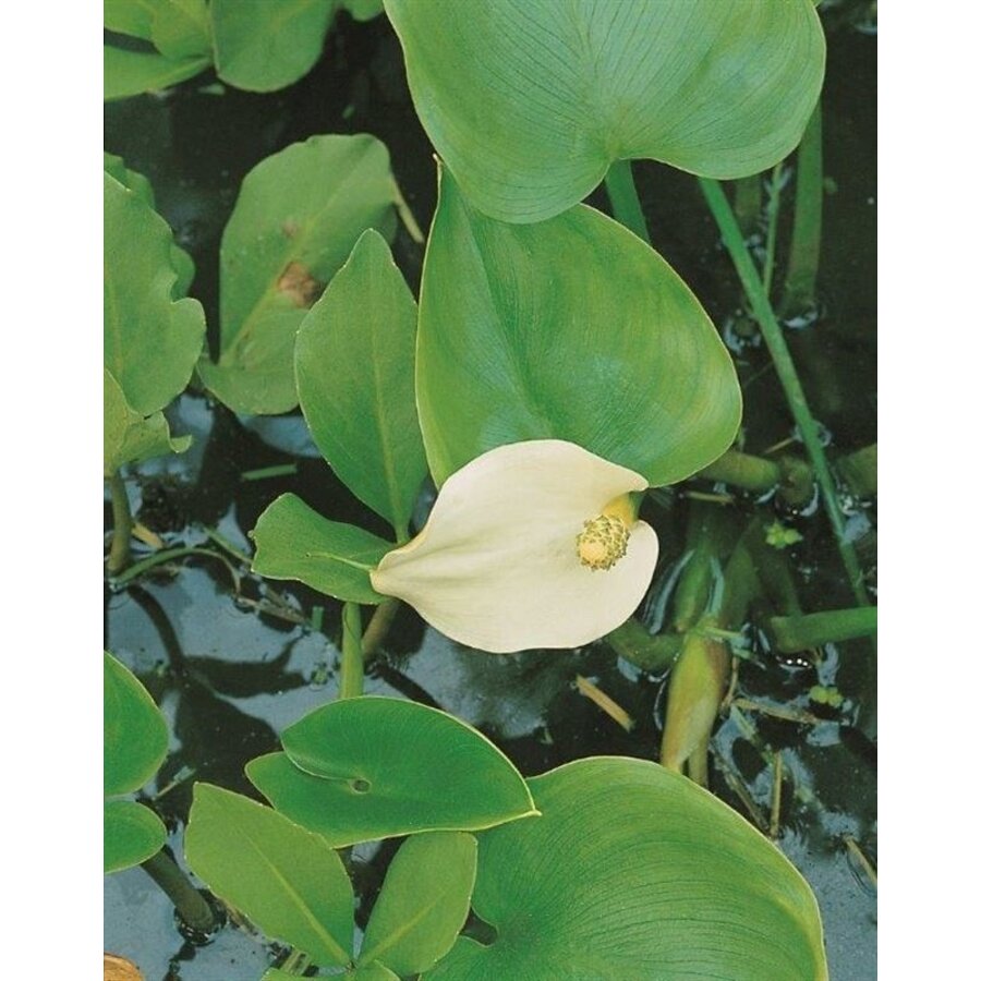 Calla Palustris | Slangenwortel | In 9CM pot