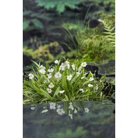 Baldellia Ranunculoides | Stijve Moeras Weegbree | In 9CM pot