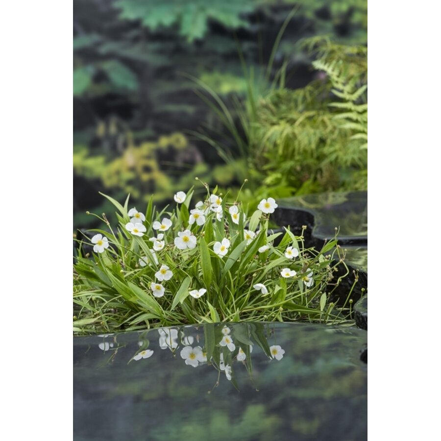 Baldellia Ranunculoides | Stijve Moeras Weegbree | In 9CM pot