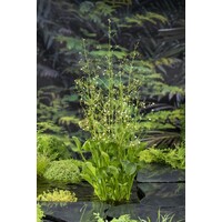 Alisma Parviflora | Waterweegbree | In 9CM pot