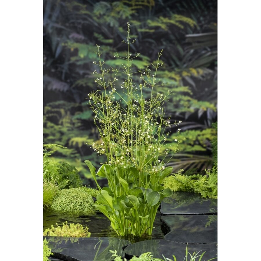 Alisma Parviflora | Waterweegbree | In 9CM pot