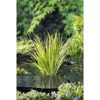 Acorus Gramineus Ogon | Kalmoes | In 9CM pot