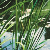 Acorus Calamus | Kalmoes | In 9CM pot