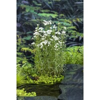 Achillea Ptarmica | Sneeuwbal Plantje | In 9CM pot