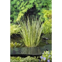 Acorus Calamus Gramineus | Mini bonte kalmoes | In 9CM pot