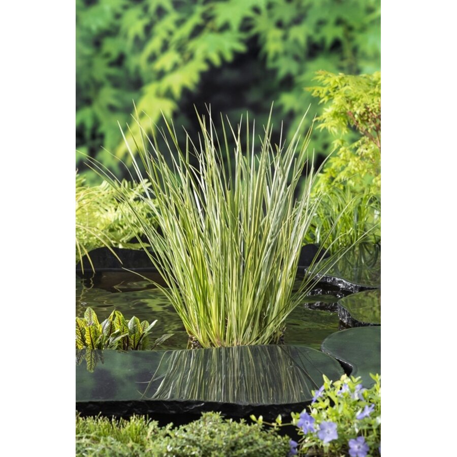 Acorus Calamus Gramineus | Mini bonte kalmoes | In 9CM pot