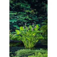 Pontederia Cordata Pink Pons | Snoekkruid Rose | In 9CM pot