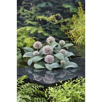 Alium Karataviese | Sierui | In 9CM pot