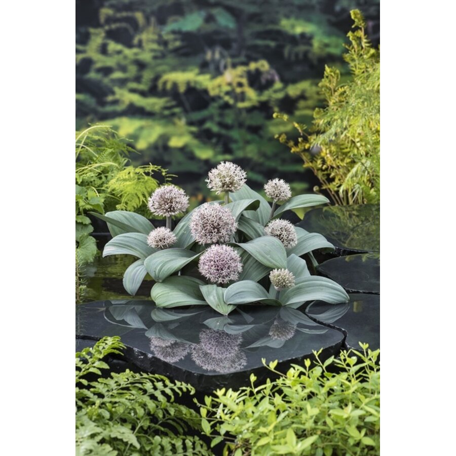 Alium Karataviese | Sierui | In 9CM pot