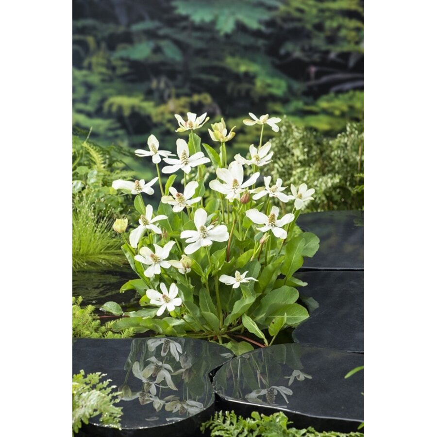 Anemopsis Californica | Water anemoon | In 9CM pot