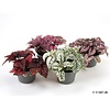Hypoestes mix gemengde kleuren | 11 cm pot | 12 cm hoog | per stuk