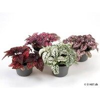 Hypoestes mix gemengde kleuren | 11 cm pot | 12 cm hoog bij levering | verkoop per stuk | bij meerdere stuks zo veel mogelijk kleuren