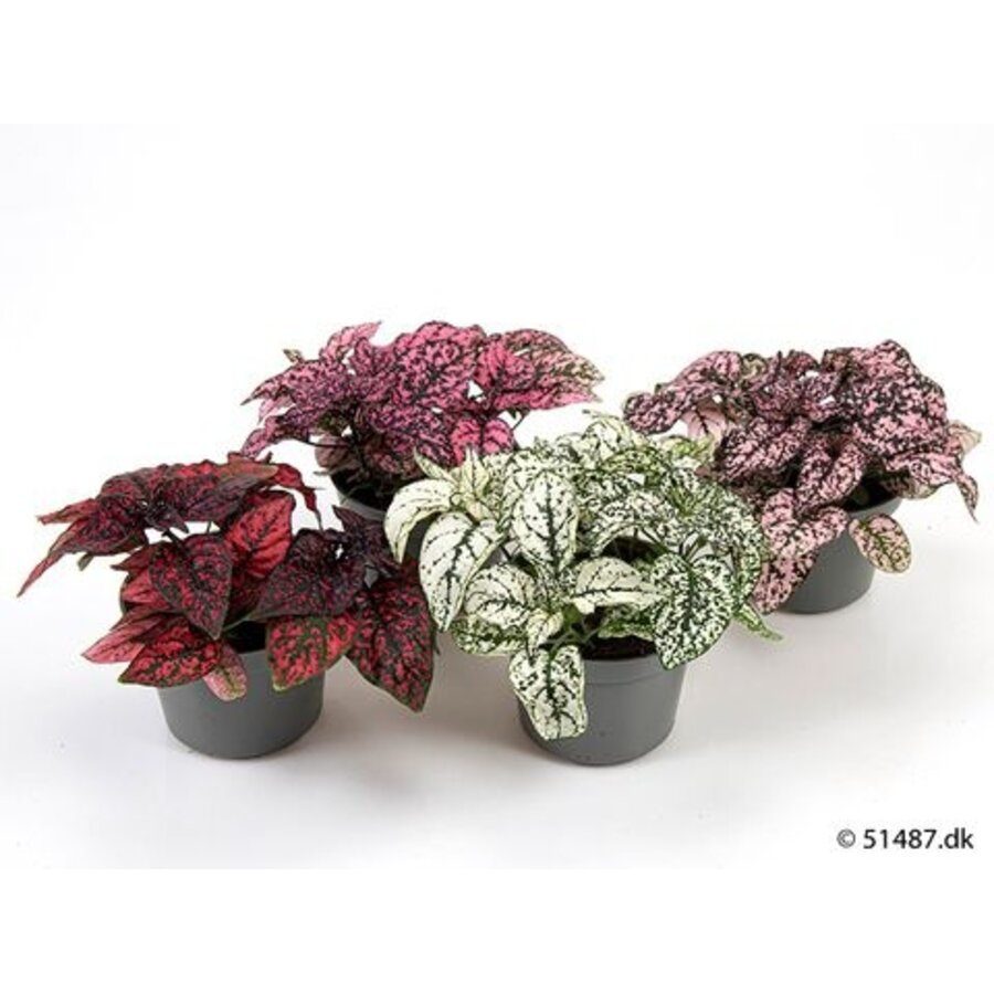 Hypoestes mix gemengde kleuren | 11 cm pot | 12 cm hoog bij levering | verkoop per stuk | bij meerdere stuks zo veel mogelijk kleuren