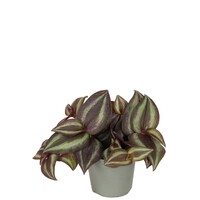 Tradescantia zebrina 'Purpusii' terrariumplant | 7 cm pot | paarse hangplant voor woonkamer