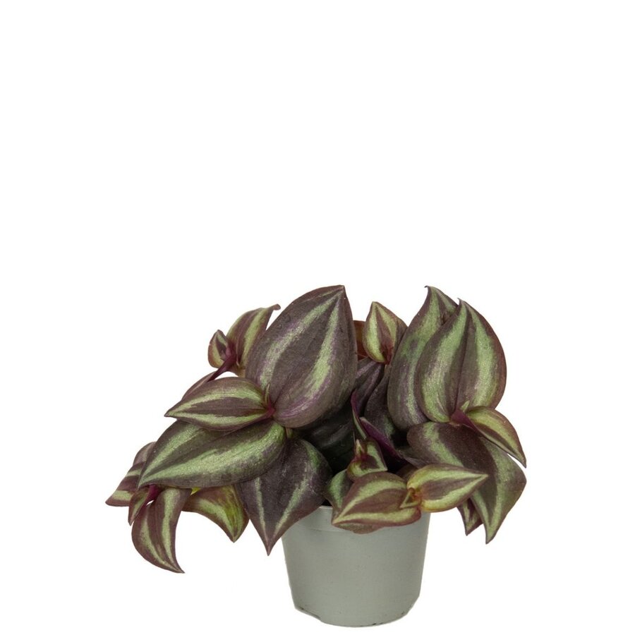 Tradescantia zebrina 'Purpusii' terrariumplant | 7 cm pot | paarse hangplant voor woonkamer