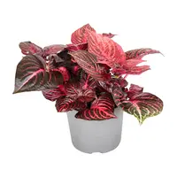 Iresine herbstii 'Rich Redstar' | terrariumplant en kamerplant | 6 cm pot | 15 cm hoog