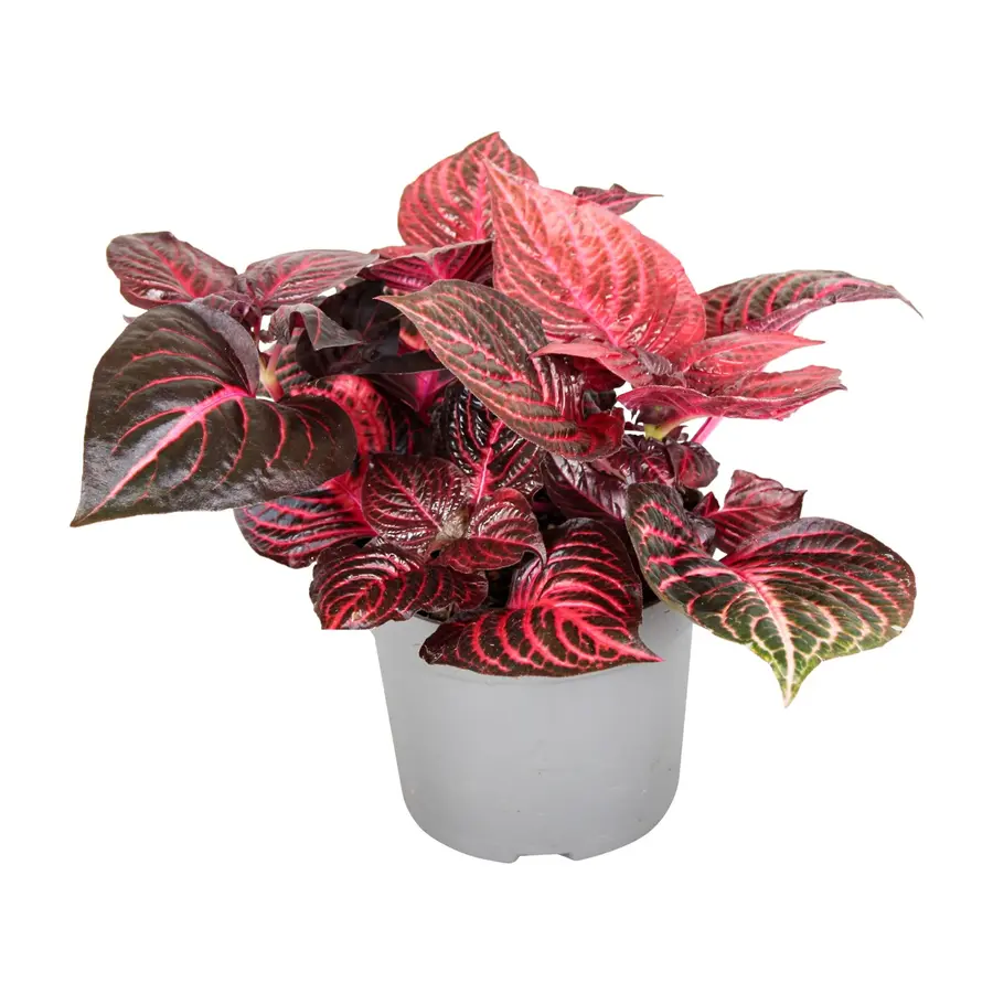 Iresine herbstii 'Rich Redstar' | terrariumplant en kamerplant | 6 cm pot | 15 cm hoog